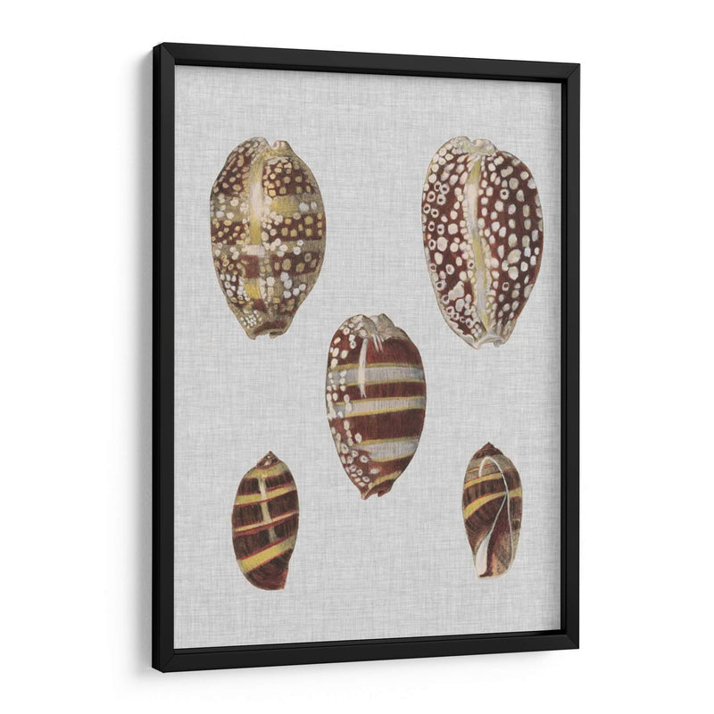 Pantalla De Cáscara Ii - Denis Diderot | Cuadro decorativo de Canvas Lab