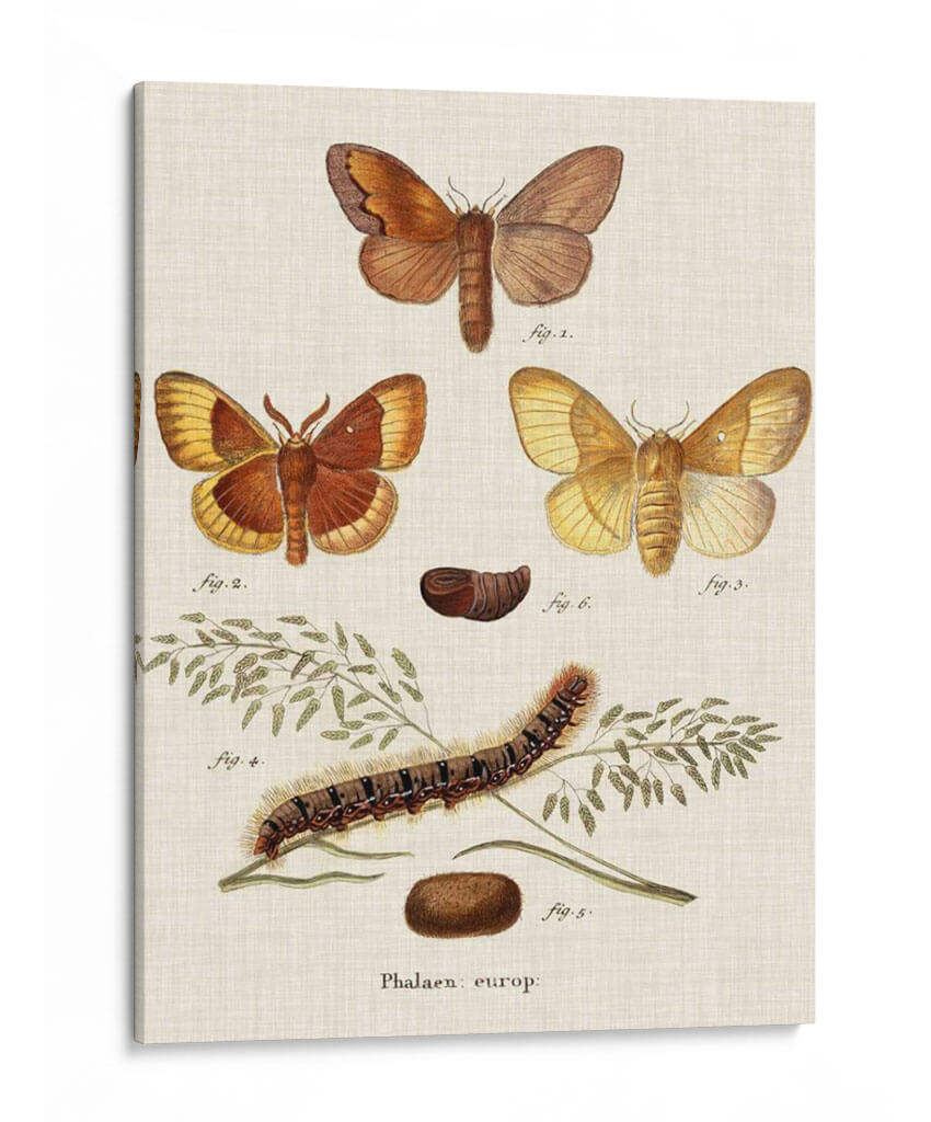 Ciclo De Vida De Una Polilla I - Johann Esper | Cuadro decorativo de Canvas Lab