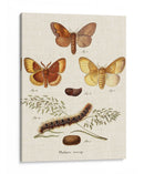 Ciclo De Vida De Una Polilla I - Johann Esper | Cuadro decorativo de Canvas Lab
