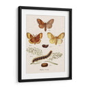 Ciclo De Vida De Una Polilla I - Johann Esper | Cuadro decorativo de Canvas Lab