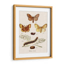 Ciclo De Vida De Una Polilla I - Johann Esper | Cuadro decorativo de Canvas Lab