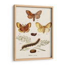Ciclo De Vida De Una Polilla I - Johann Esper | Cuadro decorativo de Canvas Lab