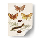 Ciclo De Vida De Una Polilla I - Johann Esper | Cuadro decorativo de Canvas Lab