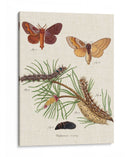 Ciclo De Vida De Una Polilla Ii - Johann Esper | Cuadro decorativo de Canvas Lab