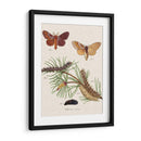 Ciclo De Vida De Una Polilla Ii - Johann Esper | Cuadro decorativo de Canvas Lab