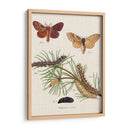 Ciclo De Vida De Una Polilla Ii - Johann Esper | Cuadro decorativo de Canvas Lab