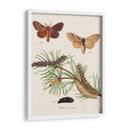 Ciclo De Vida De Una Polilla Ii - Johann Esper | Cuadro decorativo de Canvas Lab