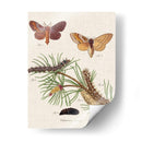 Ciclo De Vida De Una Polilla Ii - Johann Esper | Cuadro decorativo de Canvas Lab