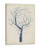 Indigo Coral Ii - Vision Studio | Cuadro decorativo de Canvas Lab
