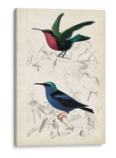 Dorbigny Birds I - M. Charles D Orbigny | Cuadro decorativo de Canvas Lab