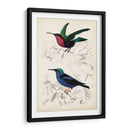 Dorbigny Birds I - M. Charles D Orbigny | Cuadro decorativo de Canvas Lab