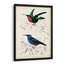 Dorbigny Birds I - M. Charles D Orbigny | Cuadro decorativo de Canvas Lab