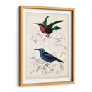 Dorbigny Birds I - M. Charles D Orbigny | Cuadro decorativo de Canvas Lab