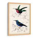 Dorbigny Birds I - M. Charles D Orbigny | Cuadro decorativo de Canvas Lab