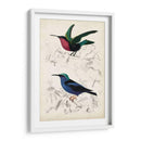 Dorbigny Birds I - M. Charles D Orbigny | Cuadro decorativo de Canvas Lab