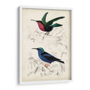 Dorbigny Birds I - M. Charles D Orbigny | Cuadro decorativo de Canvas Lab