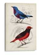 Dorbigny Birds Ii - M. Charles D Orbigny | Cuadro decorativo de Canvas Lab