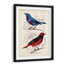 Dorbigny Birds Ii - M. Charles D Orbigny | Cuadro decorativo de Canvas Lab