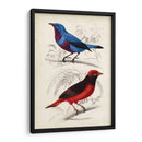 Dorbigny Birds Ii - M. Charles D Orbigny | Cuadro decorativo de Canvas Lab