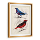 Dorbigny Birds Ii - M. Charles D Orbigny | Cuadro decorativo de Canvas Lab