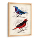 Dorbigny Birds Ii - M. Charles D Orbigny | Cuadro decorativo de Canvas Lab