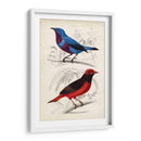 Dorbigny Birds Ii - M. Charles D Orbigny | Cuadro decorativo de Canvas Lab