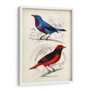 Dorbigny Birds Ii - M. Charles D Orbigny | Cuadro decorativo de Canvas Lab