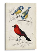 Dorbigny Birds Iii - M. Charles D Orbigny | Cuadro decorativo de Canvas Lab