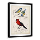 Dorbigny Birds Iii - M. Charles D Orbigny | Cuadro decorativo de Canvas Lab