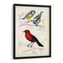 Dorbigny Birds Iii - M. Charles D Orbigny | Cuadro decorativo de Canvas Lab