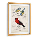 Dorbigny Birds Iii - M. Charles D Orbigny | Cuadro decorativo de Canvas Lab
