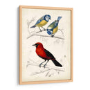 Dorbigny Birds Iii - M. Charles D Orbigny | Cuadro decorativo de Canvas Lab