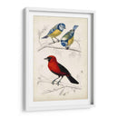 Dorbigny Birds Iii - M. Charles D Orbigny | Cuadro decorativo de Canvas Lab