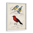 Dorbigny Birds Iii - M. Charles D Orbigny | Cuadro decorativo de Canvas Lab