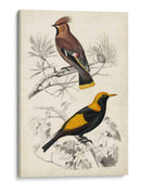 Dorbigny Birds V - M. Charles D Orbigny | Cuadro decorativo de Canvas Lab