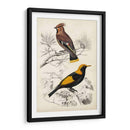 Dorbigny Birds V - M. Charles D Orbigny | Cuadro decorativo de Canvas Lab