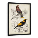 Dorbigny Birds V - M. Charles D Orbigny | Cuadro decorativo de Canvas Lab