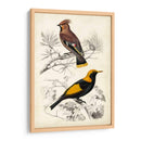 Dorbigny Birds V - M. Charles D Orbigny | Cuadro decorativo de Canvas Lab
