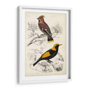 Dorbigny Birds V - M. Charles D Orbigny | Cuadro decorativo de Canvas Lab