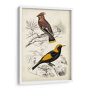 Dorbigny Birds V - M. Charles D Orbigny | Cuadro decorativo de Canvas Lab