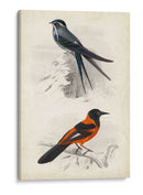 Dorbigny Birds Vii - M. Charles D Orbigny | Cuadro decorativo de Canvas Lab