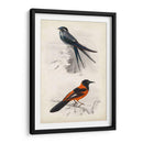Dorbigny Birds Vii - M. Charles D Orbigny | Cuadro decorativo de Canvas Lab