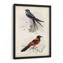 Dorbigny Birds Vii - M. Charles D Orbigny | Cuadro decorativo de Canvas Lab