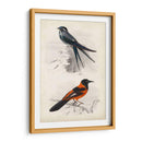 Dorbigny Birds Vii - M. Charles D Orbigny | Cuadro decorativo de Canvas Lab