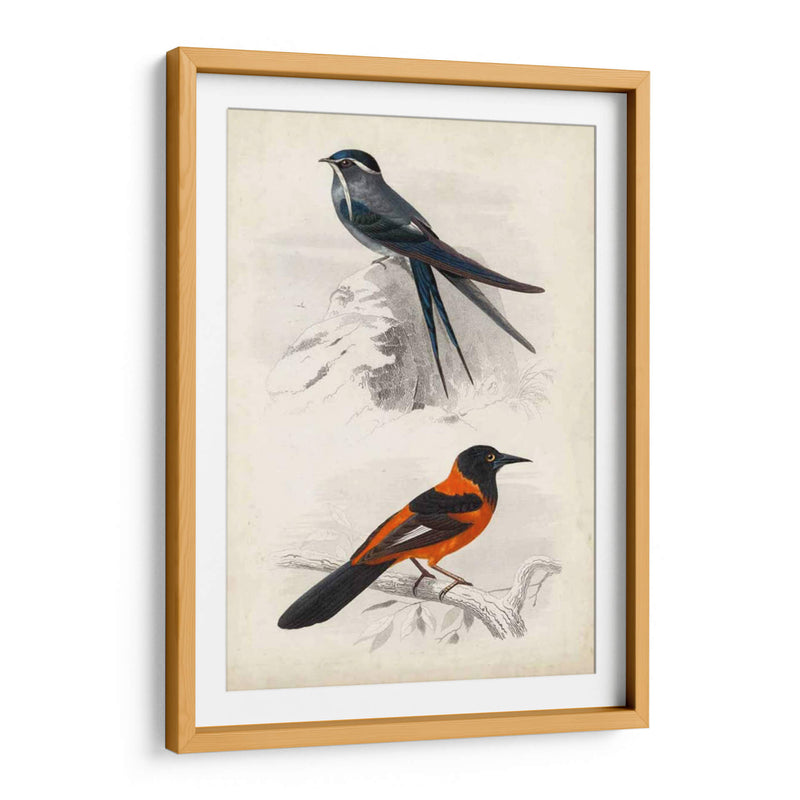 Dorbigny Birds Vii - M. Charles D Orbigny | Cuadro decorativo de Canvas Lab