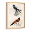 Dorbigny Birds Vii - M. Charles D Orbigny | Cuadro decorativo de Canvas Lab