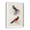 Dorbigny Birds Vii - M. Charles D Orbigny | Cuadro decorativo de Canvas Lab
