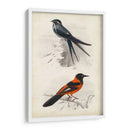 Dorbigny Birds Vii - M. Charles D Orbigny | Cuadro decorativo de Canvas Lab