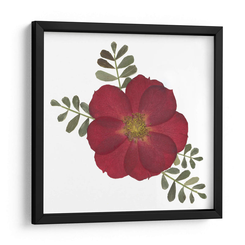 Red Rose - Designs by Andrea | Cuadro decorativo de Canvas Lab