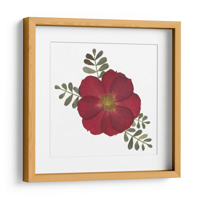 Red Rose - Designs by Andrea | Cuadro decorativo de Canvas Lab